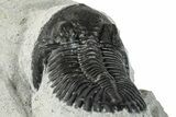 Bargain, Hollardops Trilobite Fossil - Ofaten, Morocco #287453-3